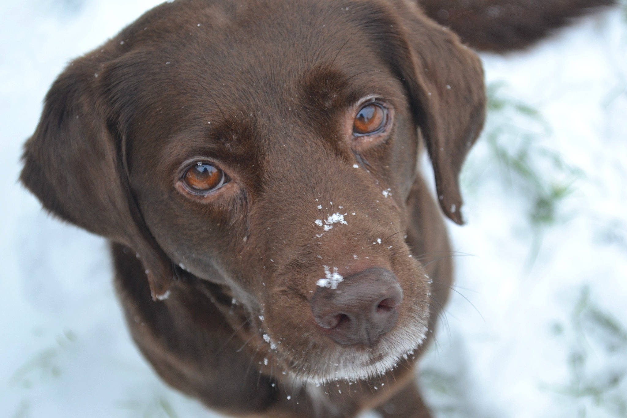 Cotton is registered to the contest to win money with this photo: borador, canidae, carnivore, collar, companion_dog, dog, dog_breed, dog_collar, fawn, fur, gun_dog, liver, pointing_breed, retriever, snout, snow, sporting_group, whiskers, winter, working_animal