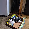 Amora is registered to the contest to win money with this photo: cat, black_and_white, cardboard_box, floor, carpet, plywood, indoor, pet, animal, resting, packaging, torn, feline, looking, quiet, domestic, home, cozy, small_space, curious