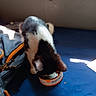 Amora is registered to the contest to win money with this photo: kitten, cat, black_and_white, eating, cat_food, can, blue_surface, bag, orange_zipper, indoor, pet, young_cat, fur, animal, small, hungry, meal, domestic_cat, cute, curious