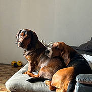 Hudefixet Ralfy a rejoint le concours — aidez-le/la à gagner de superbes lots ! dog, pets, couch, indoor, resting, brown_dog, black_dog, canine, animal, companion, cozy, relaxed, floor, furniture, domestic, friendship, sleeping, tail, ears, snout