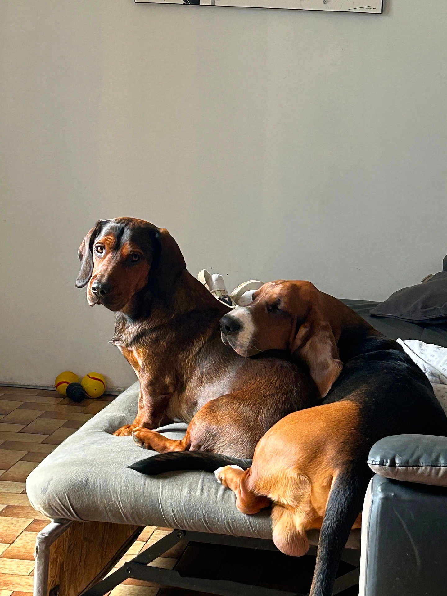 Hudefixet Ralfy a rejoint le concours — aidez-le/la à gagner de superbes lots ! dog, pets, couch, indoor, resting, brown_dog, black_dog, canine, animal, companion, cozy, relaxed, floor, furniture, domestic, friendship, sleeping, tail, ears, snout