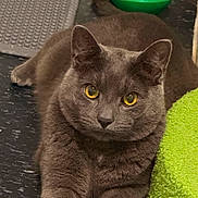 Prince is registered to the contest to win money with this photo: cat, gray_cat, golden_eyes, pet, animal, feline, portrait, close_up, sitting, resting, indoors, home, toy, green_toy, textured_fabric, carpet, whiskers, ears, short_hair, looking_at_camera