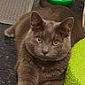 cat, gray_cat, golden_eyes, pet, animal, feline, portrait, close_up, sitting, resting, indoors, home, toy, green_toy, textured_fabric, carpet, whiskers, ears, short_hair, looking_at_camera