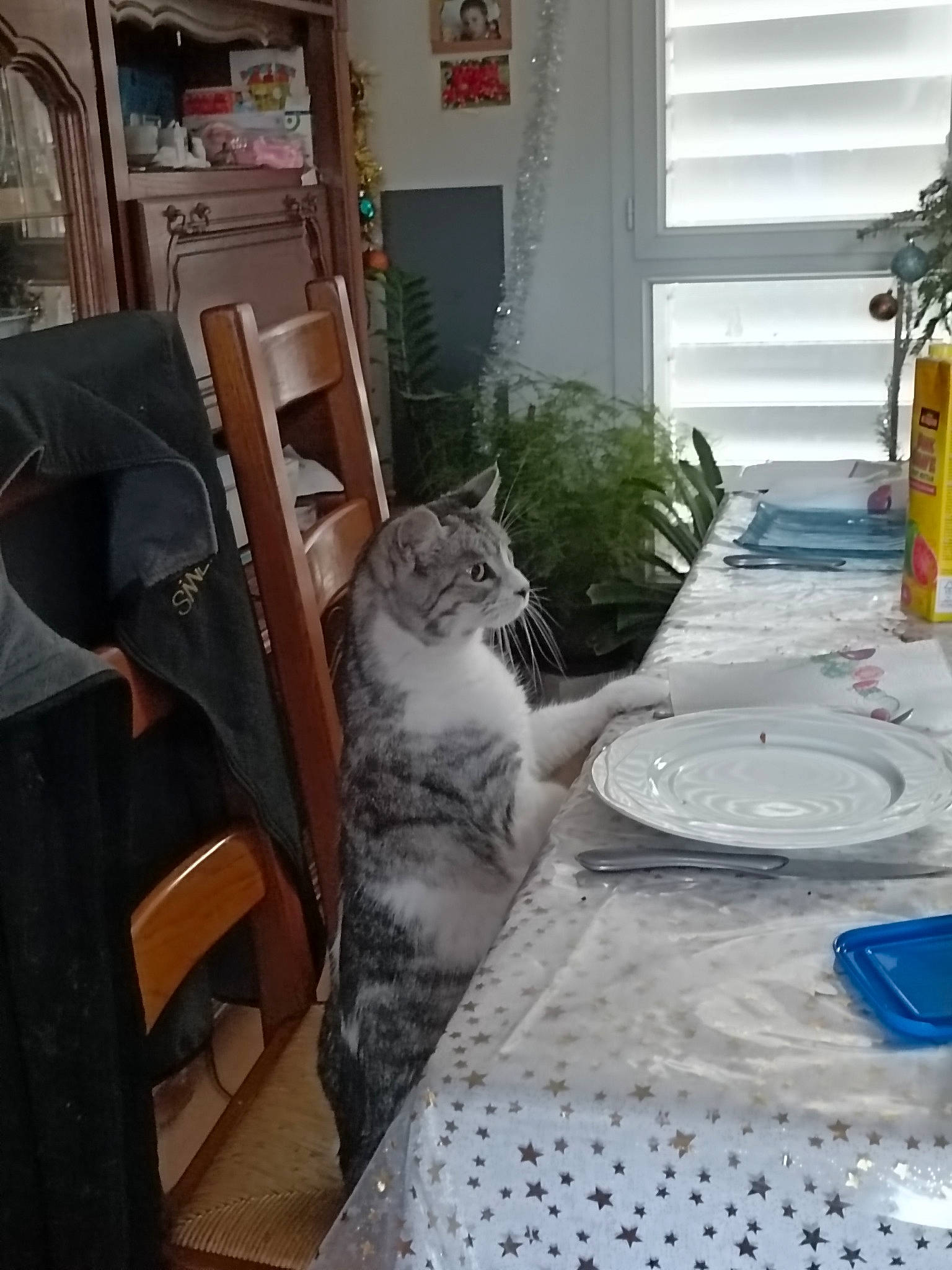Emma participe au concours pour gagner de l'argent avec cette photo : bookcase, carnivore, cat, chair, dishware, felidae, flooring, furniture, interior_design, picture_frame, plant, serveware, small_to_medium_sized_cats, table, tablecloth, tableware, textile, whiskers, window, wood