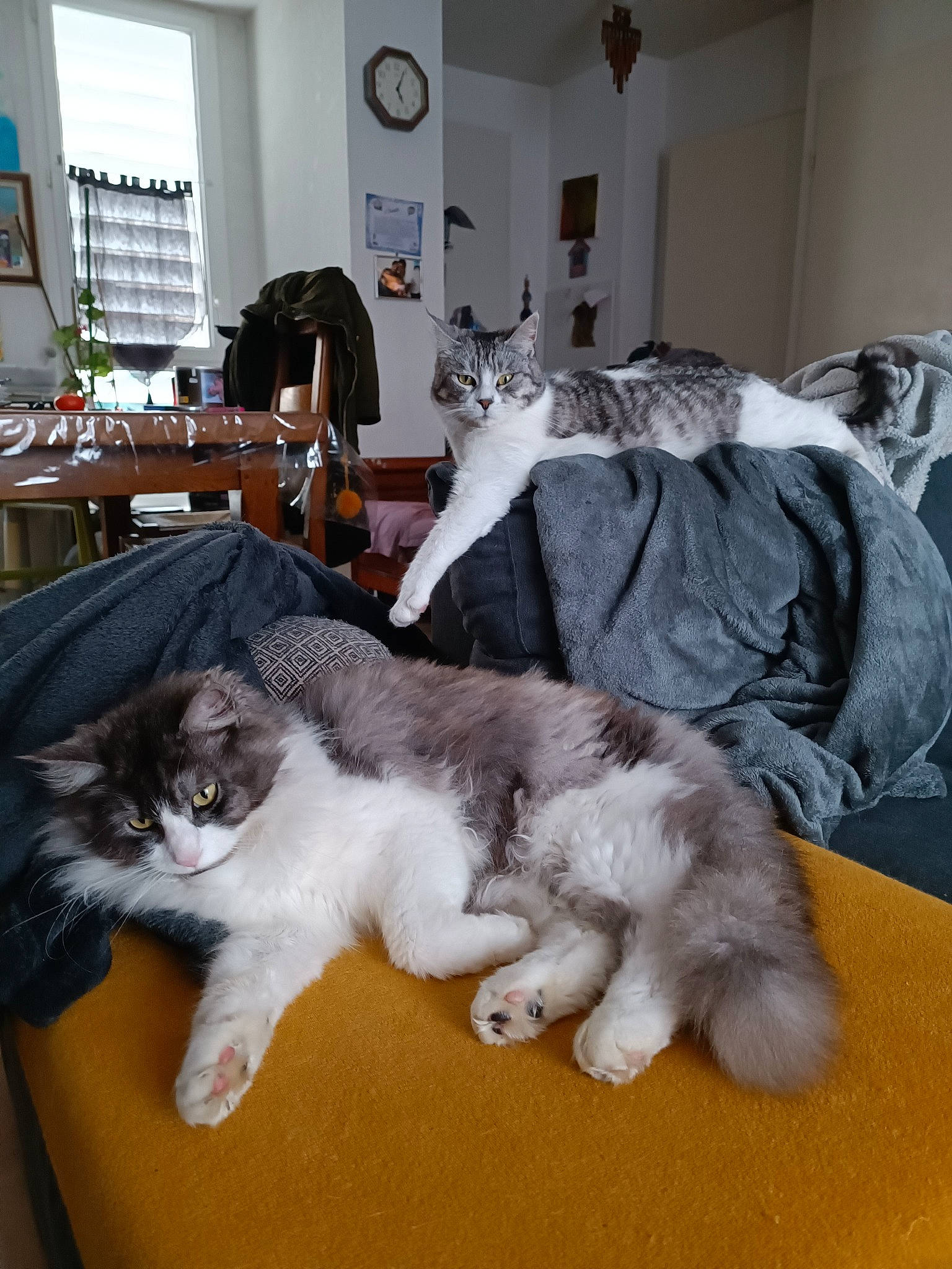 Drako participe au concours pour gagner de l'argent avec cette photo : carnivore, cat, comfort, companion_dog, felidae, floor, flooring, fur, grey, hardwood, houseplant, mammal, room, small_to_medium_sized_cats, table, tail, vertebrate, whiskers, white, window