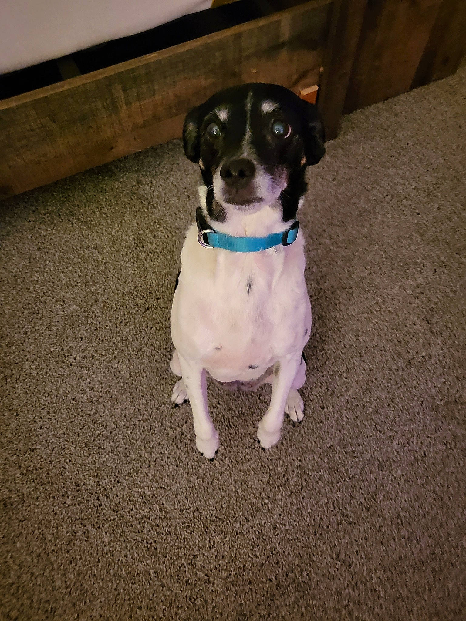 Isabella is registered to the contest to win money with this photo: canidae, carnivore, circle, collar, companion_dog, dog, dog_breed, dog_collar, dog_supply, electric_blue, fashion_accessory, fawn, flooring, leash, pet_supply, snout, sporting_group, tail, toy_dog, working_animal