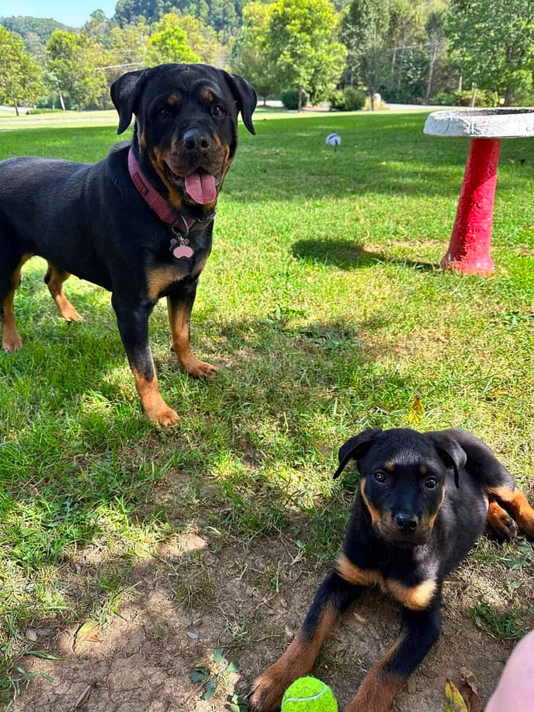 animal, architecture, ball, building, canine, dog, face, grass, nature, outdoors, park, pet, plant, puppy, shelter, sport, tennis, tennisball, tree, vegetation