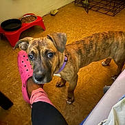 Euro joined the competition — help win amazing prizes! animal, black, brindle, brown, closeup, collar, crate, curious, dog, floor, food_bowl, footwear, indoor, legs, pet, pet_feeder, pink_croc, puppy, sock, water_bowl