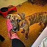 animal, black, brindle, brown, closeup, collar, crate, curious, dog, floor, food_bowl, footwear, indoor, legs, pet, pet_feeder, pink_croc, puppy, sock, water_bowl