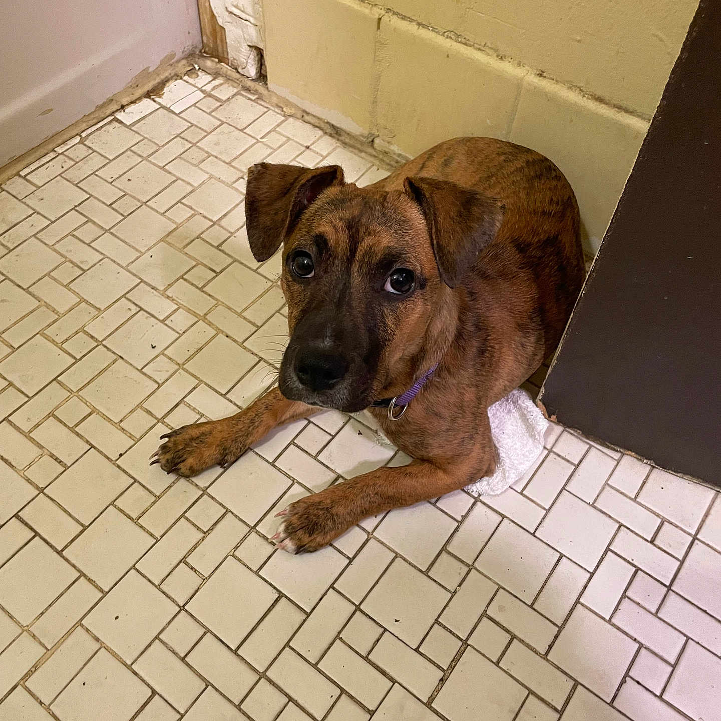 Euro joined the competition — help win amazing prizes! dog, brindle, floor, tile, corner, wall, indoor, pet, animal, looking_up, brown, ears, collar, paws, resting, cute, canine, closeup, young_dog, curious