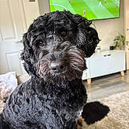 Bailey joined the competition — help win amazing prizes! dog, black_dog, curly_fur, indoor, living_room, television, head_tilt, pet, canine, floor, carpet, furniture, cozy, cute, companion, animal, home, curious, close_up, portrait
