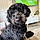 Bailey