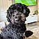 Bailey