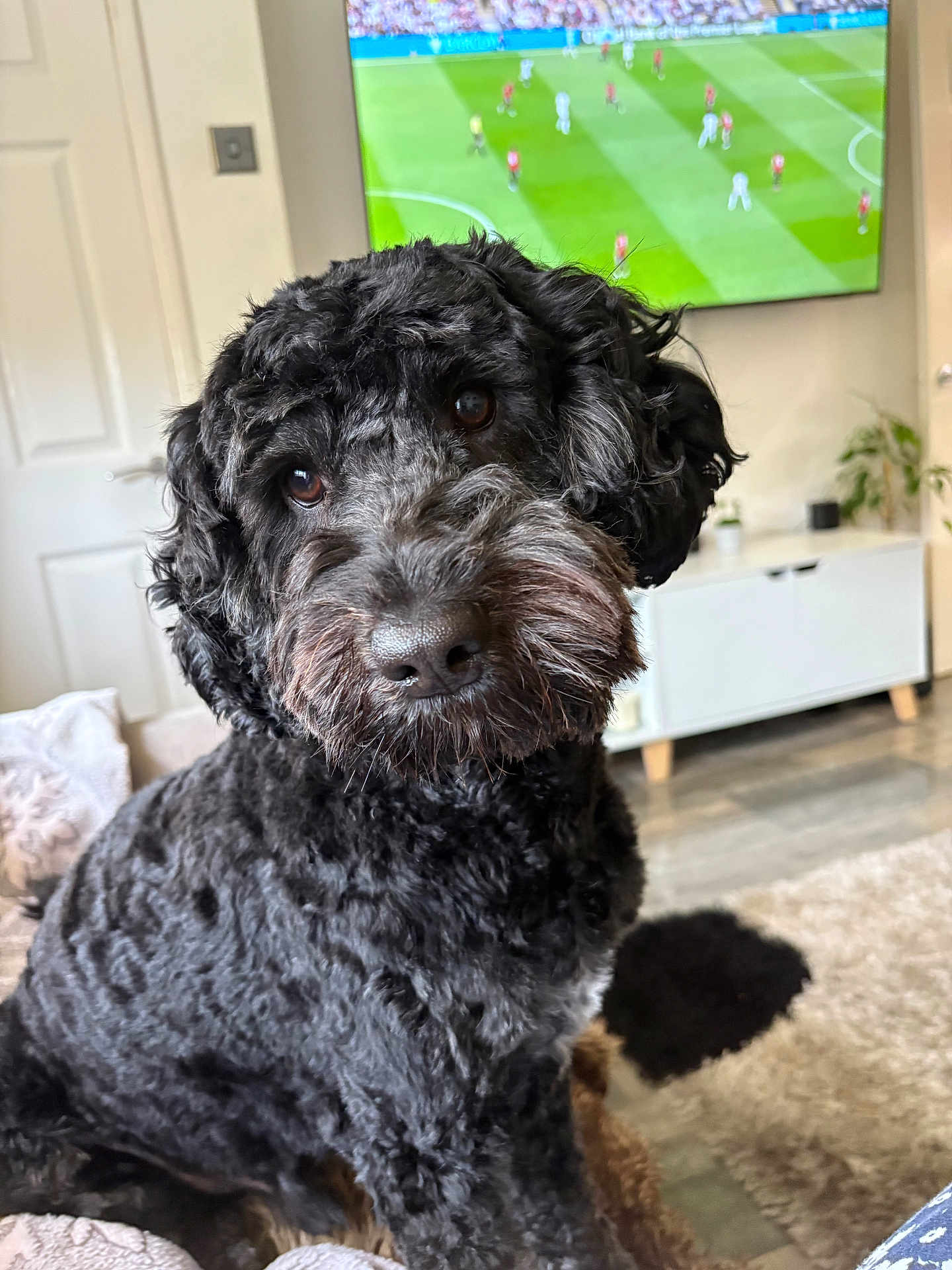 Bailey joined the competition — help win amazing prizes! dog, black_dog, curly_fur, indoor, living_room, television, head_tilt, pet, canine, floor, carpet, furniture, cozy, cute, companion, animal, home, curious, close_up, portrait