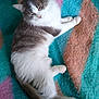 Câline participe au concours pour gagner de l'argent avec cette photo : cat, fluffy, gray, white, lying_down, relaxed, indoor, blanket, colorful, furry, pet, cute, cozy, resting, animal, mammal, whiskers, tail, soft, sleepy