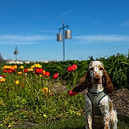 Caprice participe au concours pour gagner de l'argent avec cette photo : dog, sitting, grass, flowers, red_flowers, yellow_flowers, garden, harness, ears, outdoor, daylight, blue_sky, greenery, pet, nature, canine, leash, landscape, sunny, plant