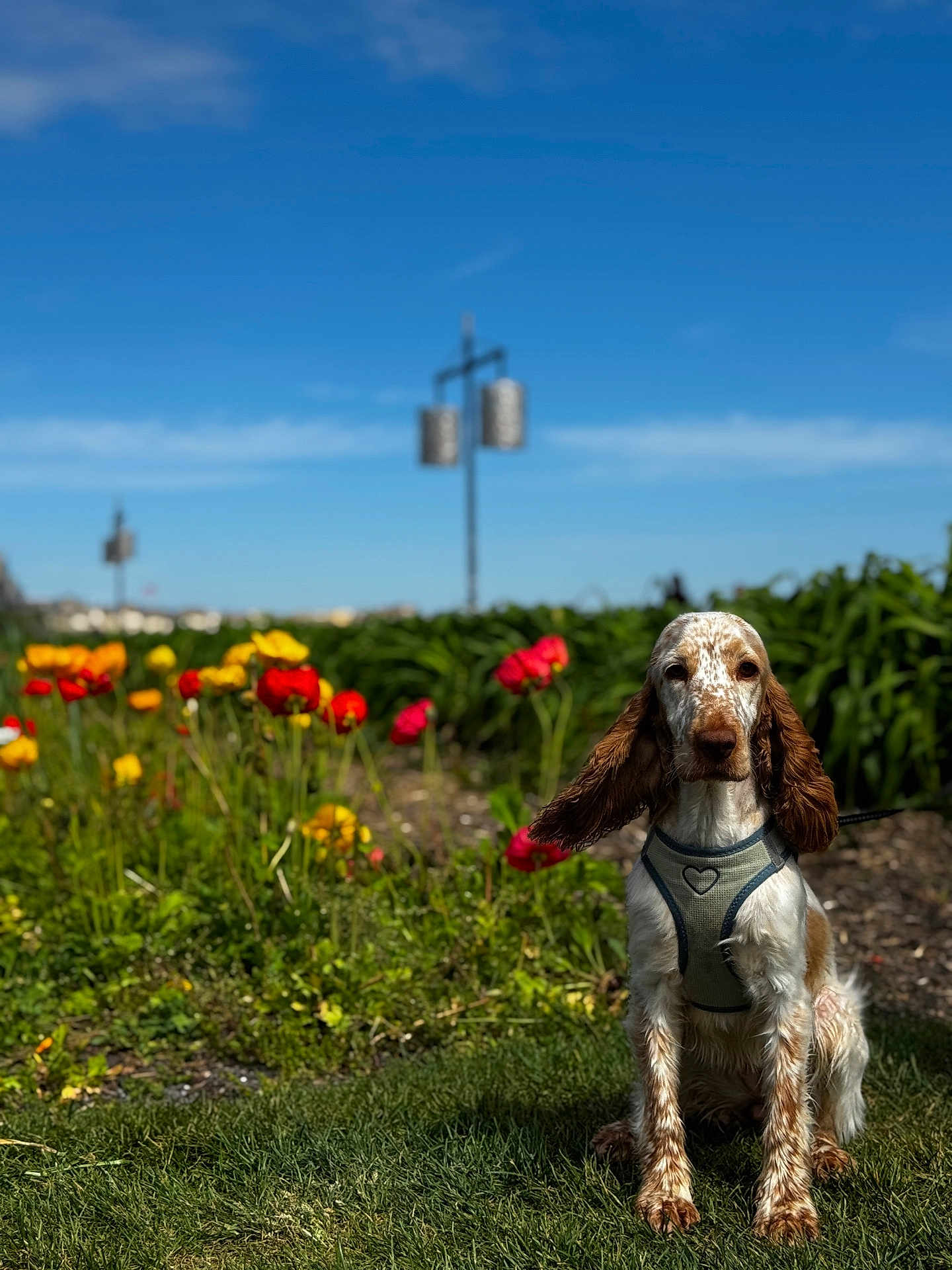 Caprice participe au concours pour gagner de l'argent avec cette photo : dog, sitting, grass, flowers, red_flowers, yellow_flowers, garden, harness, ears, outdoor, daylight, blue_sky, greenery, pet, nature, canine, leash, landscape, sunny, plant