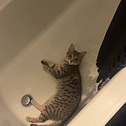 Izzy is registered to the contest to win money with this photo: cat, tabby_cat, bathtub, indoor, pet, animal, feline, striped, relaxed, laying_down, looking_at_camera, bathroom, curious, domestic_cat, whiskers, ears, tail, floor_mat, quiet, clean