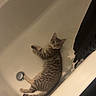 cat, tabby_cat, bathtub, indoor, pet, animal, feline, striped, relaxed, laying_down, looking_at_camera, bathroom, curious, domestic_cat, whiskers, ears, tail, floor_mat, quiet, clean
