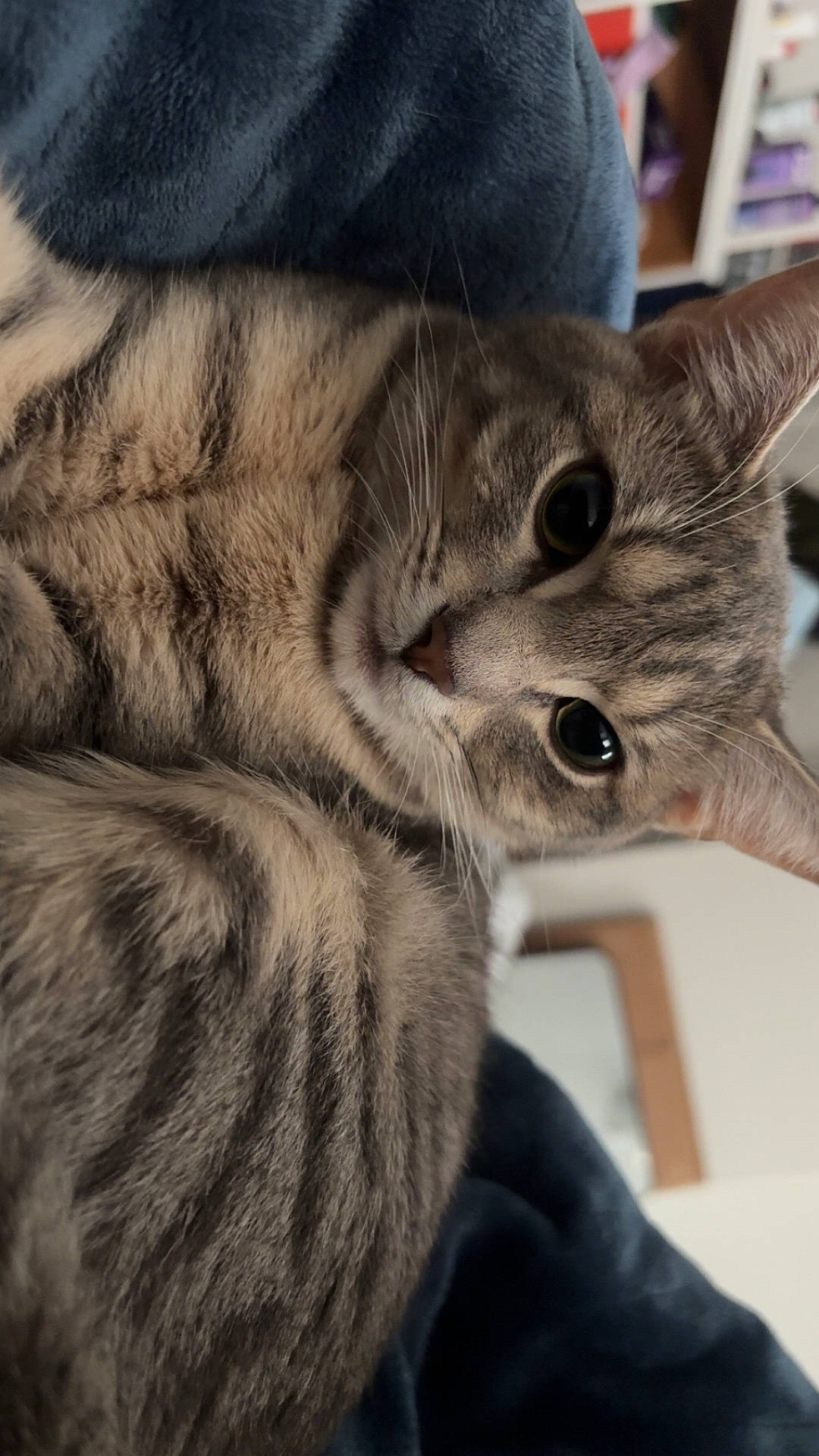 Izzy
