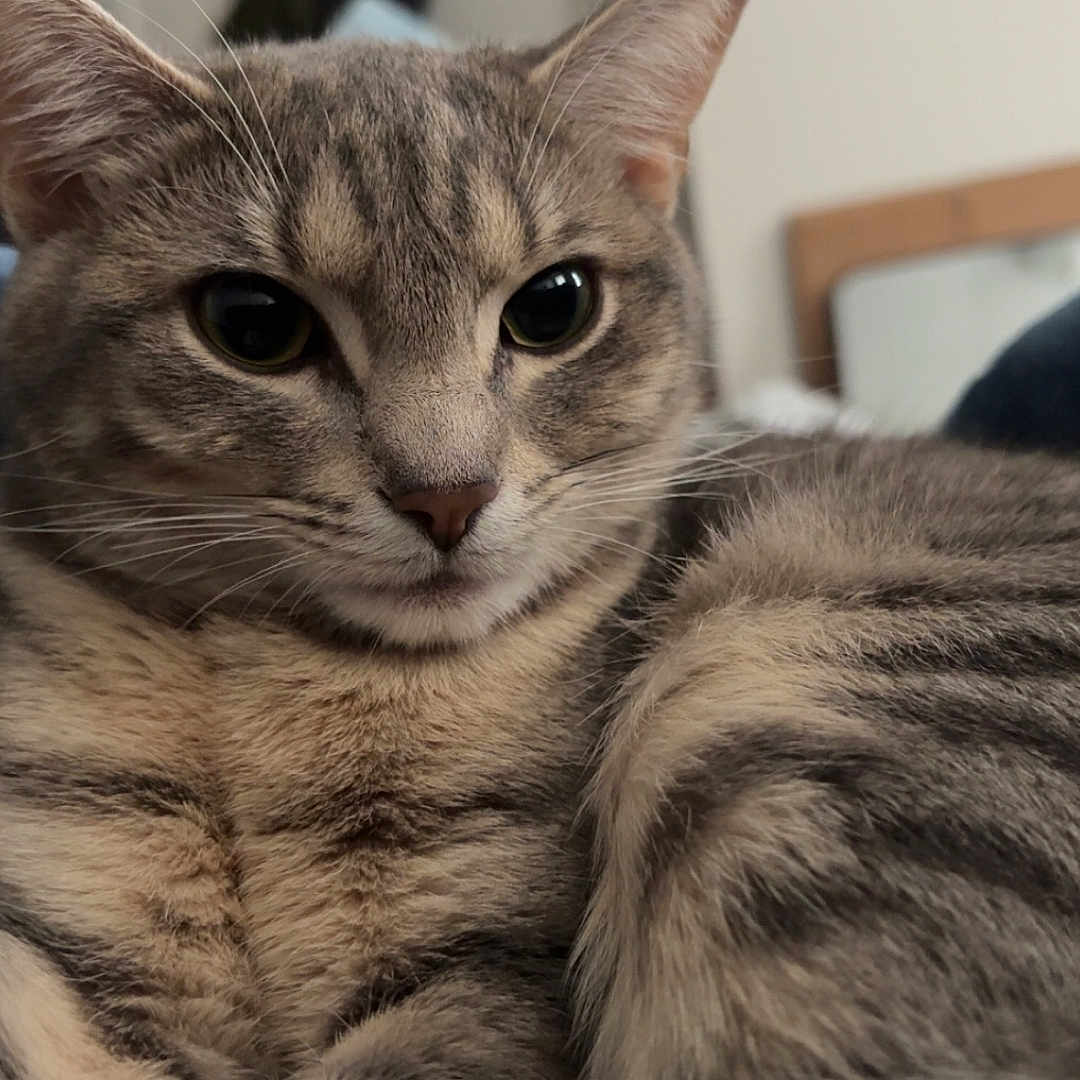 Izzy