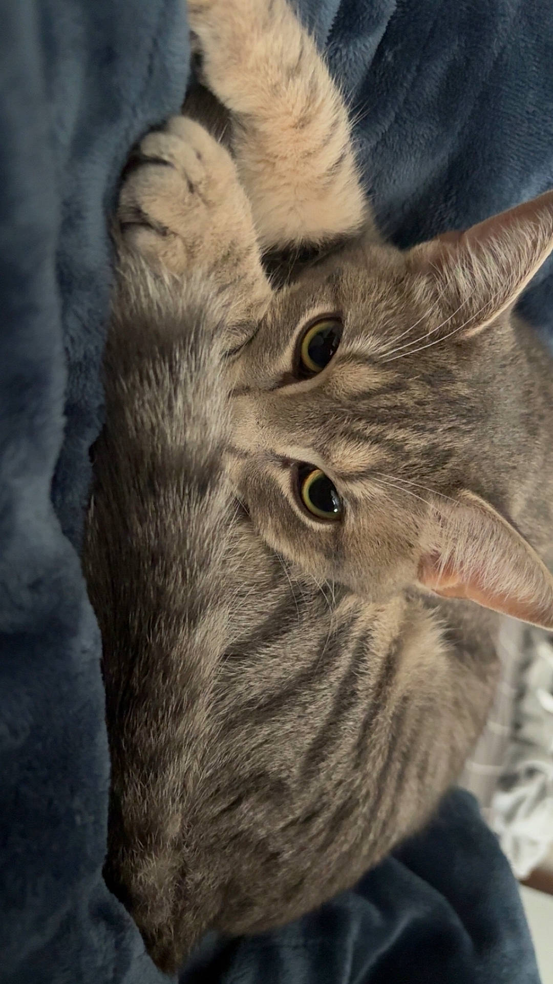 Izzy is registered to the contest to win money with this photo: animal, blanket, cat, closeup, cozy, curled_up, cute, domestic, ears, eyes, feline, fur, indoor, paws, pet, resting, sleepy, soft, tabby, whiskers