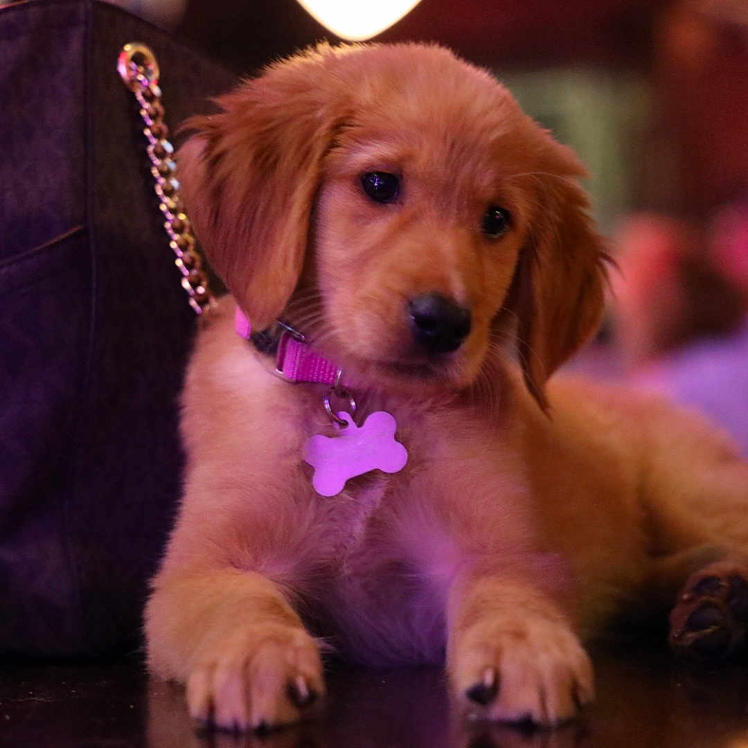 Piper Ann is registered to the contest to win money with this photo: accessories, animal, bag, canine, cockerspaniel, couch, dog, furniture, goldenretriever, handbag, hound, labradorretriever, pet, puppy, purse, strap, terrier