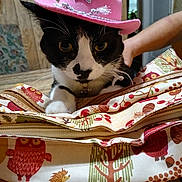 Chloe joined the competition — help win amazing prizes! cat, black_and_white, cowboy_hat, pink_hat, indoor, table, bag, patterned_bag, owl_pattern, tree_pattern, curious, pet, domestic_cat, animal, feline, whiskers, eyes, close_up, person_arm, wood_paneling