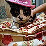 cat, black_and_white, cowboy_hat, pink_hat, indoor, table, bag, patterned_bag, owl_pattern, tree_pattern, curious, pet, domestic_cat, animal, feline, whiskers, eyes, close_up, person_arm, wood_paneling