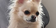 Bebe is registered to the contest to win money with this photo: dog, chihuahua, small_dog, fluffy, cream_color, pet, indoor, couch, ears, fur, animal, cute, companion, portrait, sitting, domestic_animal, friendly, canine, household, mammal
