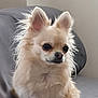 dog, chihuahua, small_dog, fluffy, cream_color, pet, indoor, couch, ears, fur, animal, cute, companion, portrait, sitting, domestic_animal, friendly, canine, household, mammal