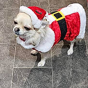 Bebe joined the competition — help win amazing prizes! dog, small_dog, chihuahua, pet, animal, costume, santa_claus_outfit, holiday, christmas, red, white, black, belt, hat, floor, tile_floor, indoor, fur, cute, standing