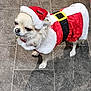 dog, small_dog, chihuahua, pet, animal, costume, santa_claus_outfit, holiday, christmas, red, white, black, belt, hat, floor, tile_floor, indoor, fur, cute, standing