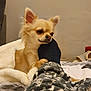Bebe is registered to the contest to win money with this photo: dog, chihuahua, blanket, bed, foot, sock, cozy, indoor, pet, comfort, furry, small_dog, resting, paw, cute, relaxation, home, animal, fur, nibbling