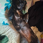 Kodalee joined the competition — help win amazing prizes! dog, pet, lying_down, bed, blanket, pillow, fur, cute, relaxed, indoors, cozy, small_dog, looking_up, animal, resting, comfort, expression, bedroom, soft, sleepy