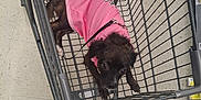 Kodalee is registered to the contest to win money with this photo: animal, black_fur, canine, curious, dog, floor, footwear, indoor, leash, looking_up, metal_cart, pet, pink_shirt, resting, retail, shopping, shopping_cart, small_dog, store, tile_floor