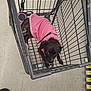 Kodalee is registered to the contest to win money with this photo: dog, shopping_cart, pink_shirt, floor, store, pet, animal, leash, tile_floor, black_fur, curious, looking_up, retail, indoor, shopping, canine, footwear, metal_cart, resting, small_dog