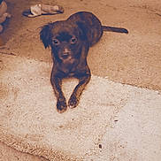 Kodalee joined the competition — help win amazing prizes! animal, brown_dog, carpet, cozy, cute, dog, domestic, ears, floor, furniture, home, indoor, laying_down, looking, pet, quiet, resting, small_dog, sock, tail