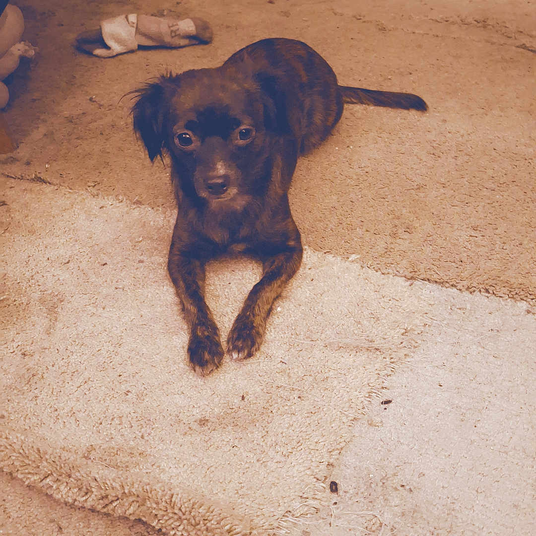 Kodalee joined the competition — help win amazing prizes! animal, brown_dog, carpet, cozy, cute, dog, domestic, ears, floor, furniture, home, indoor, laying_down, looking, pet, quiet, resting, small_dog, sock, tail