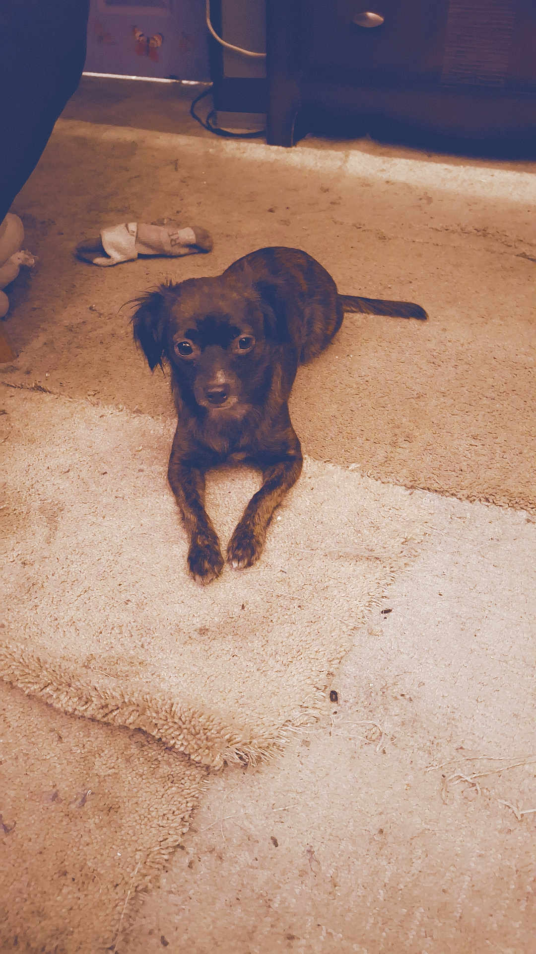 Kodalee joined the competition — help win amazing prizes! animal, brown_dog, carpet, cozy, cute, dog, domestic, ears, floor, furniture, home, indoor, laying_down, looking, pet, quiet, resting, small_dog, sock, tail