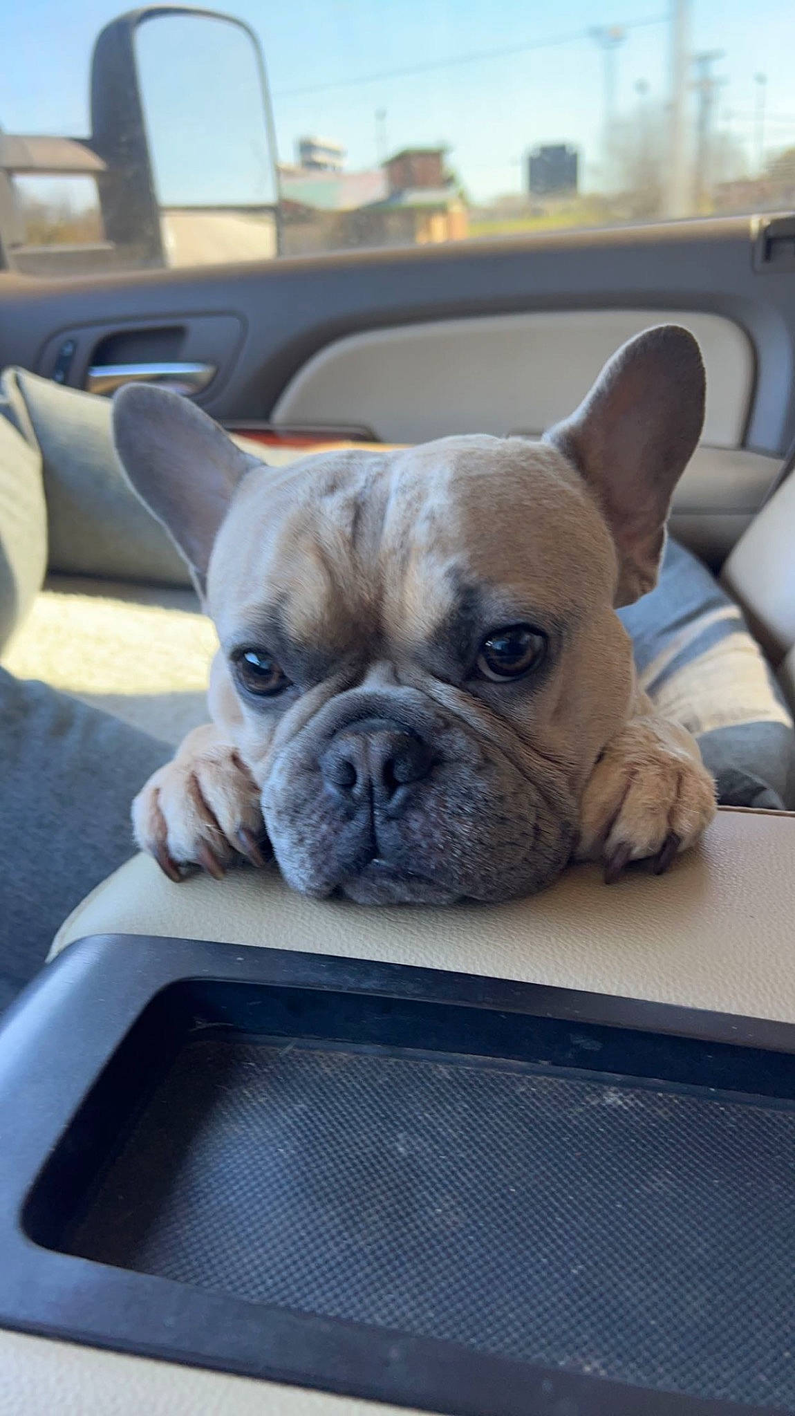 Kilo is registered to the contest to win money with this photo: bulldog, canidae, carnivore, comfort, companion_dog, dog, dog_breed, fawn, french_bulldog, molosser, non_sporting_group, sky, snout, sporting_group, terrestrial_animal, toy_dog, whiskers, working_animal, wrinkle