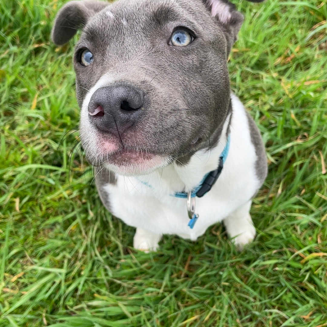 Blue a rejoint le concours — aidez-le/la à gagner de superbes lots ! accessories, animal, ball, boxer, bulldog, canine, dog, grass, green, hound, lawn, outdoors, pet, pitbull, plant, puppy, snout, sport, tennis, tennisball