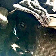 Biscuit joined the competition — help win amazing prizes! dog, black_dog, hat, indoor, carpet, furniture, pet, animal, curious, looking, cozy, canine, headwear, domestic_animal, closeup, face, ears, eyes, snout, collar