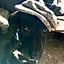 dog, black_dog, hat, indoor, carpet, furniture, pet, animal, curious, looking, cozy, canine, headwear, domestic_animal, closeup, face, ears, eyes, snout, collar