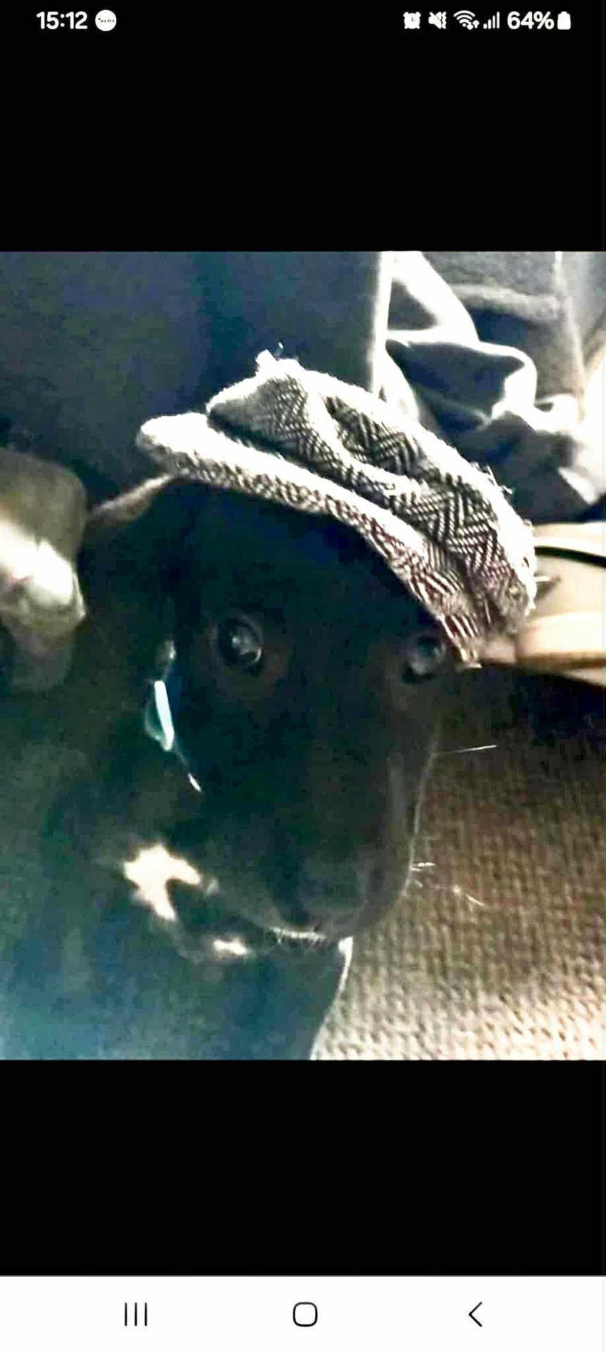 Biscuit