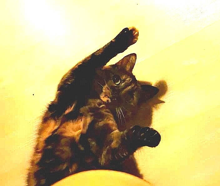 Mystic a rejoint le concours — aidez-le/la à gagner de superbes lots ! black_cat, carnivore, cat, claw, comfort, dog_breed, domestic_short_haired_cat, felidae, flooring, fur, gesture, paw, sand, shadow, small_to_medium_sized_cats, snout, tail, tints_and_shades, whiskers, wood