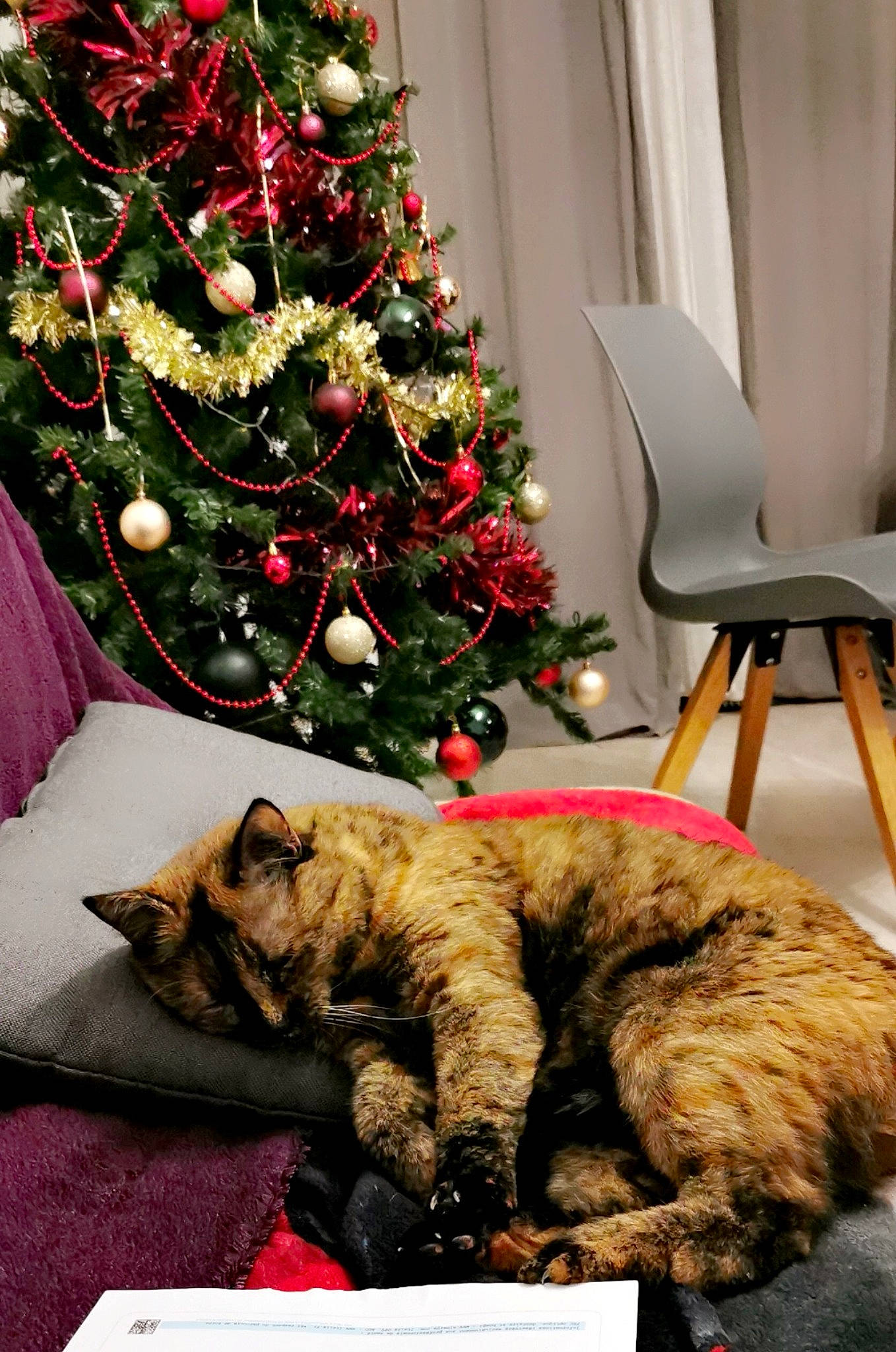 Mystic a rejoint le concours — aidez-le/la à gagner de superbes lots ! carnivore, cat, chair, christmas, christmas_decoration, christmas_ornament, christmas_tree, comfort, event, fawn, felidae, holiday, holiday_ornament, interior_design, lap, ornament, small_to_medium_sized_cats, tree, vertebrate, whiskers