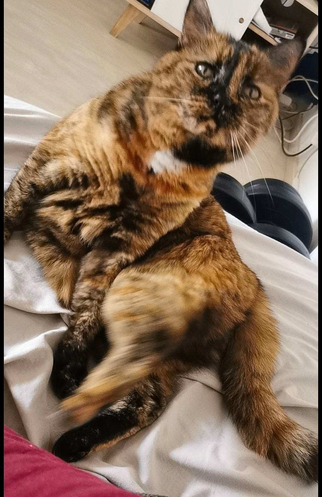 Mystic a rejoint le concours — aidez-le/la à gagner de superbes lots ! box, carnivore, cat, claw, comfort, domestic_short_haired_cat, felidae, fur, metal, paw, small_to_medium_sized_cats, snout, tail, whiskers