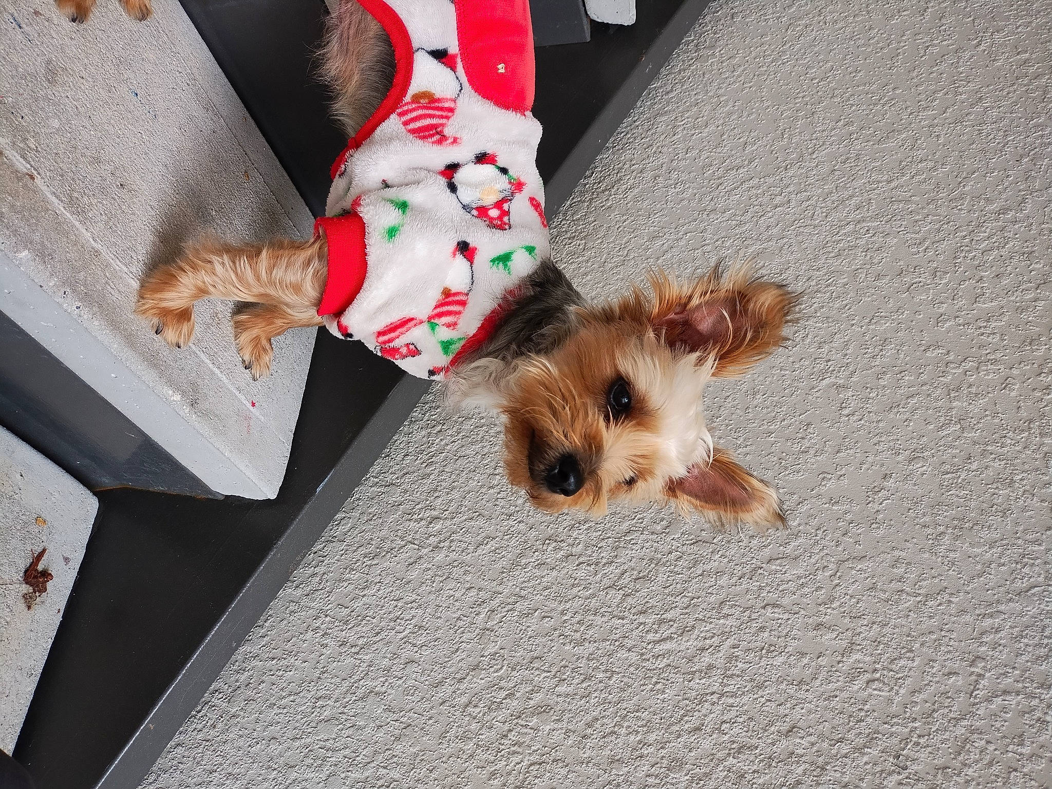 Billy is registered to the contest to win money with this photo: canidae, carnivore, companion_dog, dog, dog_breed, dog_clothes, dog_supply, fawn, flooring, fur, paw, pet_supply, road_surface, small_terrier, snout, sporting_group, tail, terrier, toy_dog, yorkshire_terrier