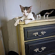 Myrtle joined the competition — help win amazing prizes! animal, black_and_white_cat, calm, cat, cozy, dormant, dresser, feline, furniture, household, indoor, paw, pet, quiet, relaxed, resting, sleeping, tabby, vintage, wall